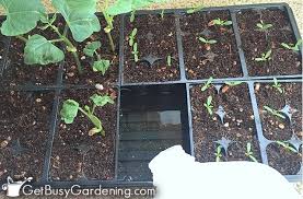 For many people, it will produce i cannot in good faith tell you to use moldy potting soil. Mold On Seedlings How To Prevent Mold Growth In Your Seed Trays