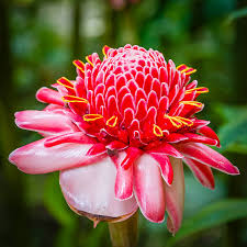Image result for Etlingera