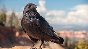 Los cuervos pueden “contar” como los humanos?: qué dice la ciencia - Infobae