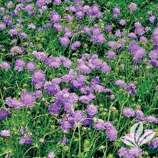 Image result for Scabiosa columbaria