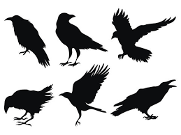Raven Silhouette Photos Royalty Free Images Graphics Vectors Videos Adobe Stock Vector drawing illustration of black silhouette of creepy or spooky halloween attacking raven on white background. raven silhouette photos royalty free