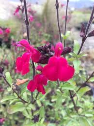 Image result for Sebaea microphylla