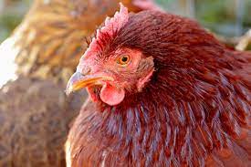 See full list on chickensandmore.com Chicken Breeds Rhode Island Red