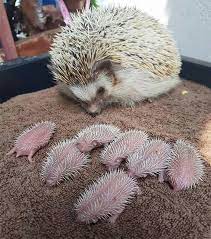 Mama Hedgehog And Her Newborn Babies Cute Animals Baby Hedgehog Cute Animal Pictures