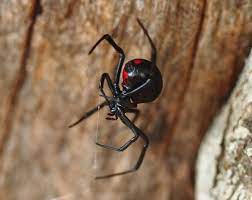 This species is also dangerous to humans but not life threatening as is the case with the black widow. What S The World S Deadliest Spider Howstuffworks