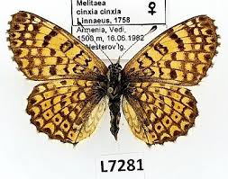 Image result for Melitaea cinxia
