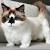 Scottish Fold Teacup Munchkin Cat