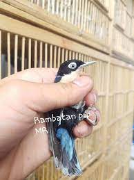 Ud Jalak Suren Klaten Burung Jalak