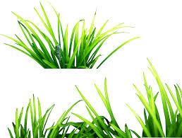 Illustration Green Grass Png Green Grass Background Picsart Grass