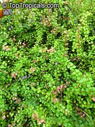 Image result for Achyrospermum schimperi