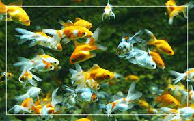 15 Best Freshwater Fish For Beginners With Pictures
