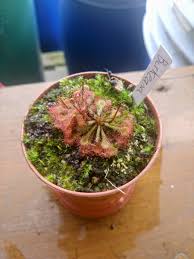 Image result for Drosera burkeana