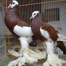 Burung merpatinya masih dalam kondisi baik dan terlihat cantik. 20 Harga Burung Merpati Hias Berbagai Jenis Hobi Ternak