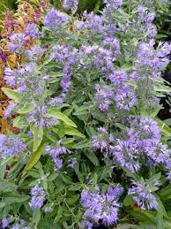Image result for Caryopteris odorata