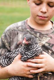 The Top 10 BEST Cold Hardy Chicken Breeds