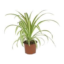 Image result for Chlorophytum pubiflorum
