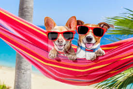 In den warmen tagen des jahres gibt es nicht zuletzt auch im kunstunterricht kann der sommer ein sehr vielfältiges thema von bildern und. Hunde Sommer Hangematte Leinwandbilder Bilder Tour Tourismus Witzig Russell Myloview De