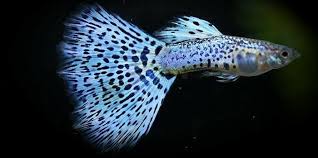 Jacob Love Adli Kullanicinin Fresh Water Fish Panosundaki Pin Lepistes Akvaryumlar Balik