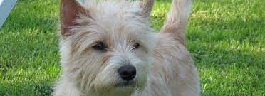 Image result for cairn teriér