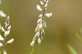 Image result for Polygala stenopetala