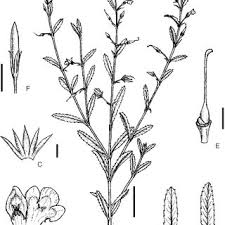 Image result for Linderniella gracilis