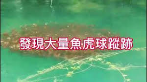 Look up in linguee suggest as a translation of 蝦虎魚 36kkl71kvuasjm