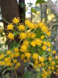 Image result for Delairea odorata