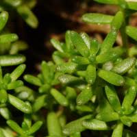 Image result for Sedum glomerifolium