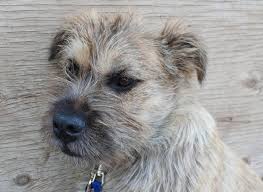 Gamers have the opportunity to adopt and discuss a whole choice of animals or pets. Lf5empqo8dgchm