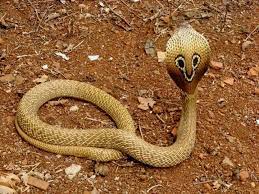 Calphotos Naja Naja Indian Spectacled Cobra Indian Cobra Pets Animals Beautiful