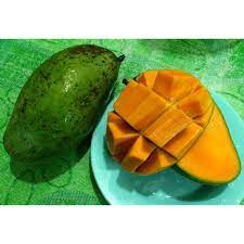 Cara stek sisip pakai nature stek | karya mas dewo. Mangga Mas Hitam Pokok Mangga Mas Hitam Cepat Berbuah Pokok Mangga Mas Hitam Hybrid Shopee Malaysia