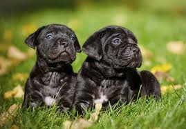Cane corso in dogs & puppies for rehoming in canada. Cane Corso Puppies For Sale Akc Puppyfinder