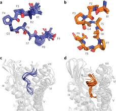 Do you know the functions of any of the other organs in the diagram? Backbone Structures Of Dakd In Complex With Human B1r In Comparison To Download Scientific Diagram