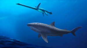 Image result for shark
