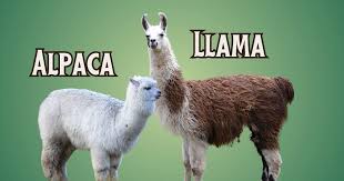 Image result for llama