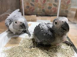 インコ オウム 販売情報 ヨウム 雛 2羽お譲りします。 | オウムのカフェ FREAK