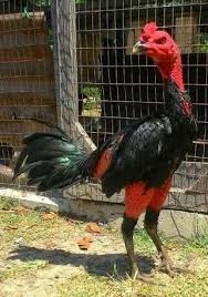Situs berita vnexpress yang dikelola. Lebih Mengenal Ayam Aduan Vietnam