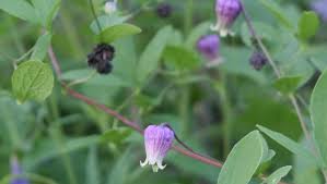 Flowers can be very pale or lavender. The Hoosier Gardener Clematis Is Queen In The Garden