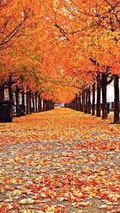 17 Wallpaper Iphone Autumn Season Basty Wallpaper Fall Wallpaper Autumn Scenery Autumn Trees