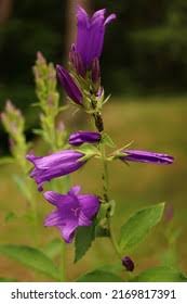 Image result for Swertia pleurogynoides