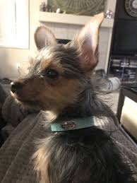 Follow Latte The Chorkie Chorkie With Tiffany And Co Dog Collar Baby Animals Pets Yorkie