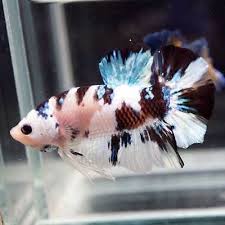 Black And White Betta Fish For Sale Live Betta Fish Fancy Black White Koi Halfmoon Plakat Hmpk Male 259 Betta Fish Betta Live Fish For Sale
