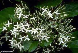 Image result for Pavetta cataractarum