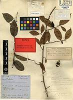 Image result for Chrysophyllum welwitschii