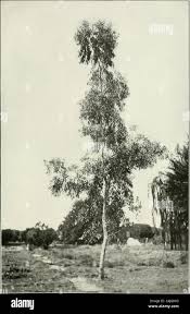 Image result for Eucalyptus tereticornis
