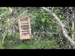 Canto De Trinca Ferro No Mato Trinca Ferro Solto No Mato Canto Raro Cidade De Guararema Sp Mts Youtube O Canto Dos Passaros Trinco Guararema Sp