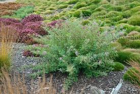 Image result for Indigofera hedyantha