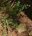 Image result for Jamesbrittenia micrantha