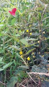 Image result for Chamaecrista grantii