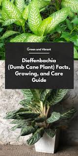 Dieffenbachia Dumb Cane Plant Facts Growing And Care Guide Dumb Cane Plant Plants House Plant Care